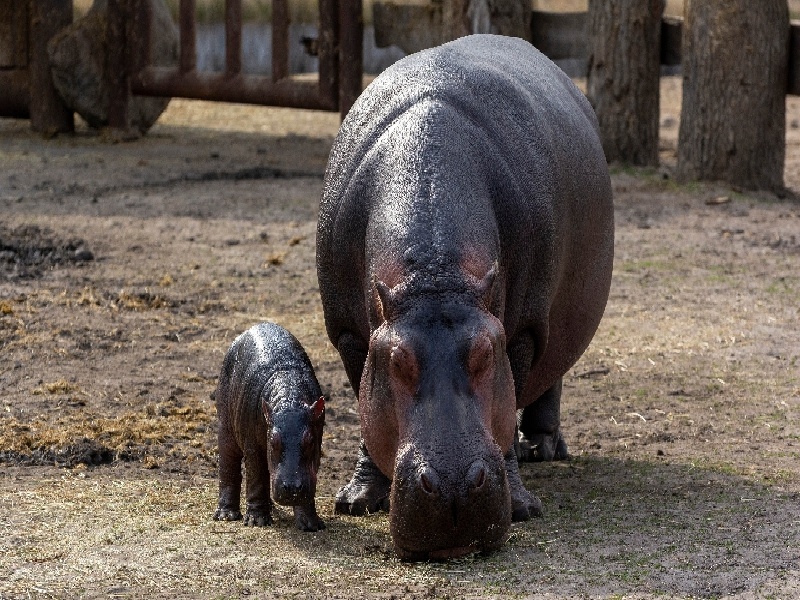 杭州试管哪家最好(试管疼吗男性)